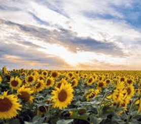 Sunflower for oilseed pressing